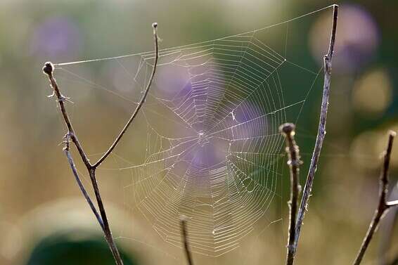צילום: אורן כהן